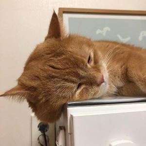 关婷娜黄色视频
